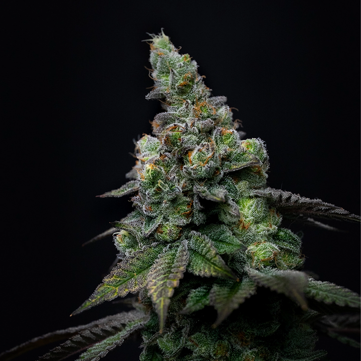 G13 Skunk - Steckling (Pop Genetics)