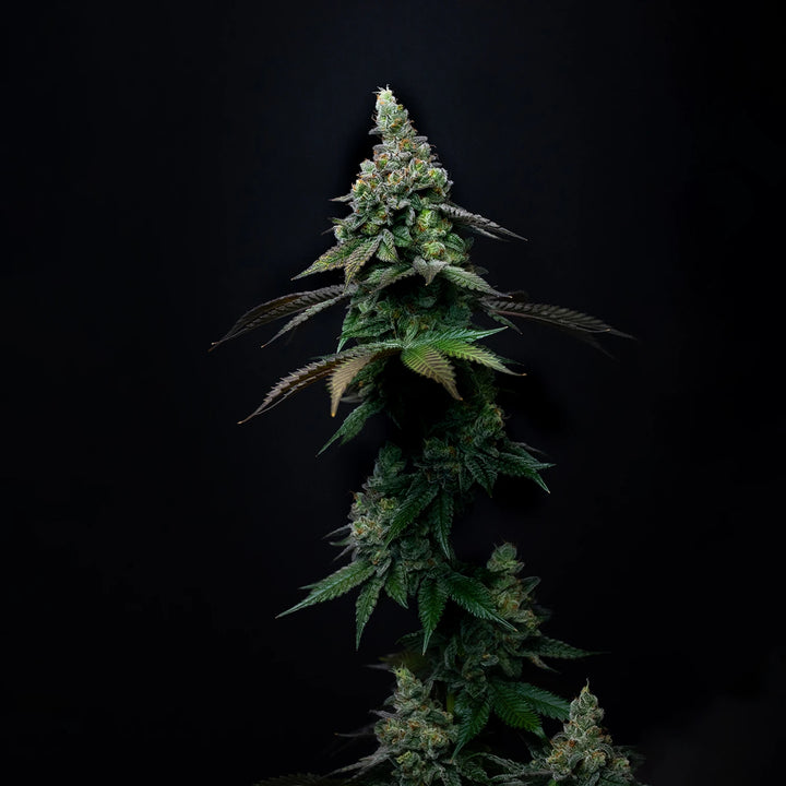 G13 Skunk - Steckling (Pop Genetics)