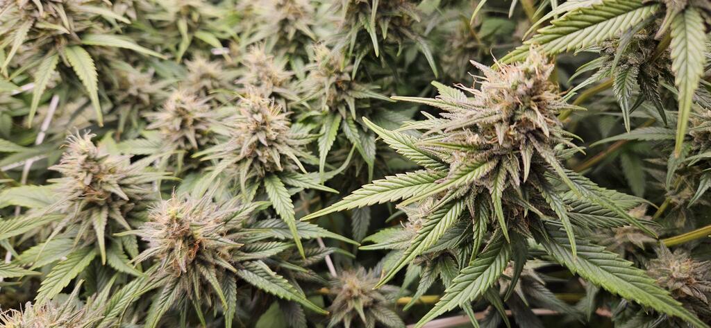 Gorilla Glue #4 - Steckling