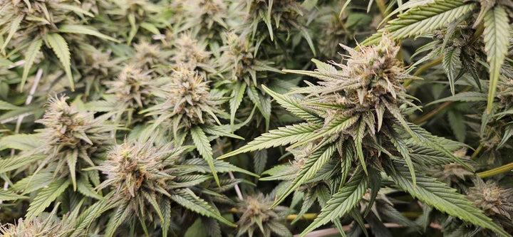 Gorilla Glue #4 - Steckling