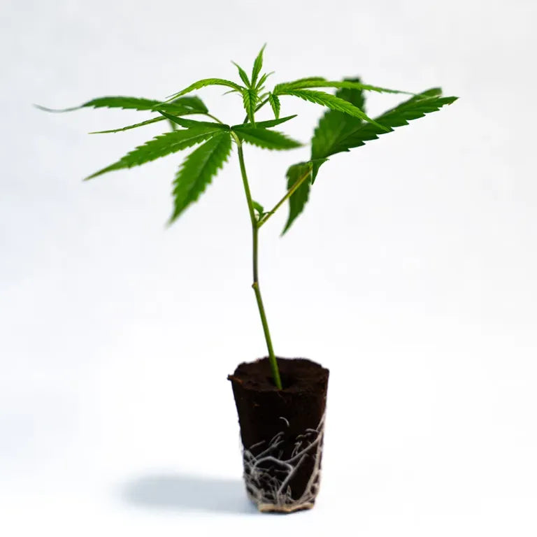 Gorilla Glue #4 - Steckling