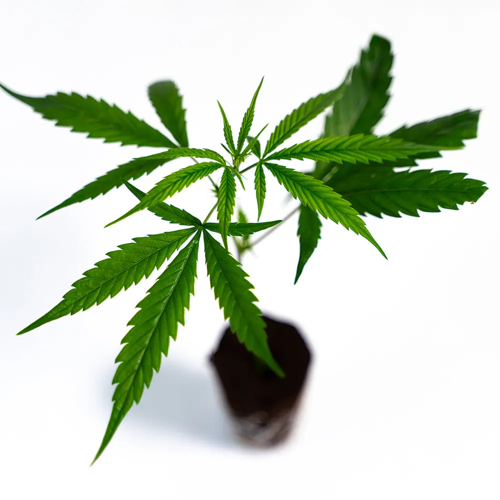 Gorilla Glue #4 - Steckling