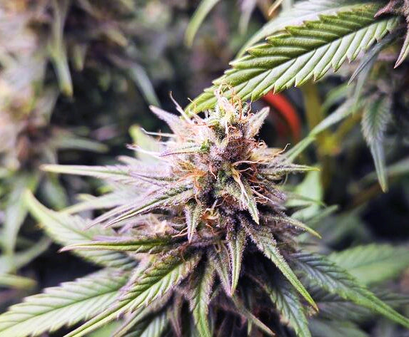 Gorilla Glue #4 - Steckling