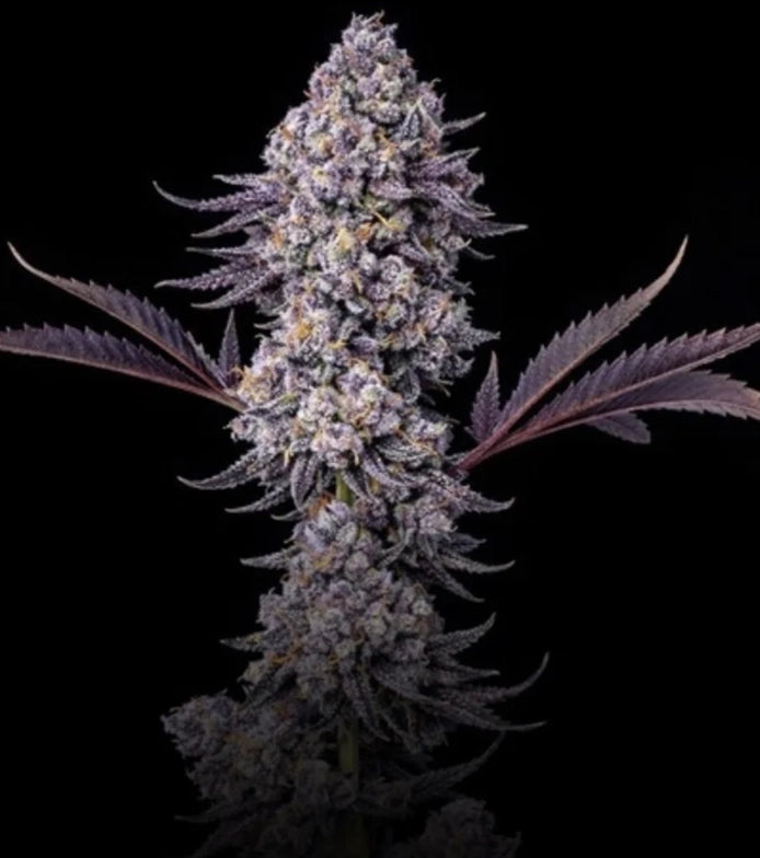Grape Lobster - Steckling (Cipher Genetics x Maine Trees)