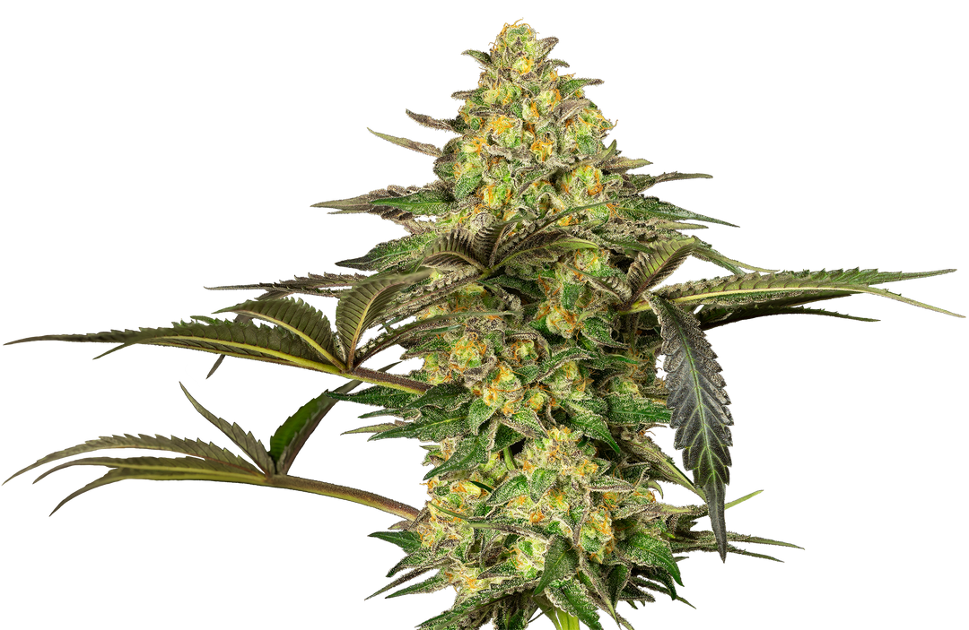 Grapevine Candy - Feminisierte Cannabissamen