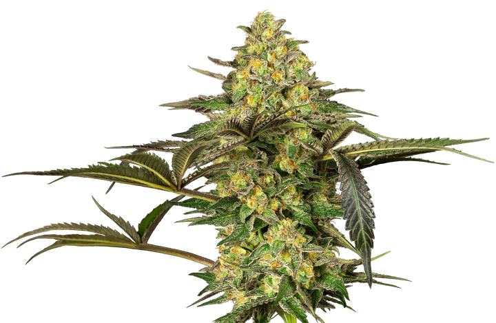 Grapevine Candy - Feminisierte Cannabissamen