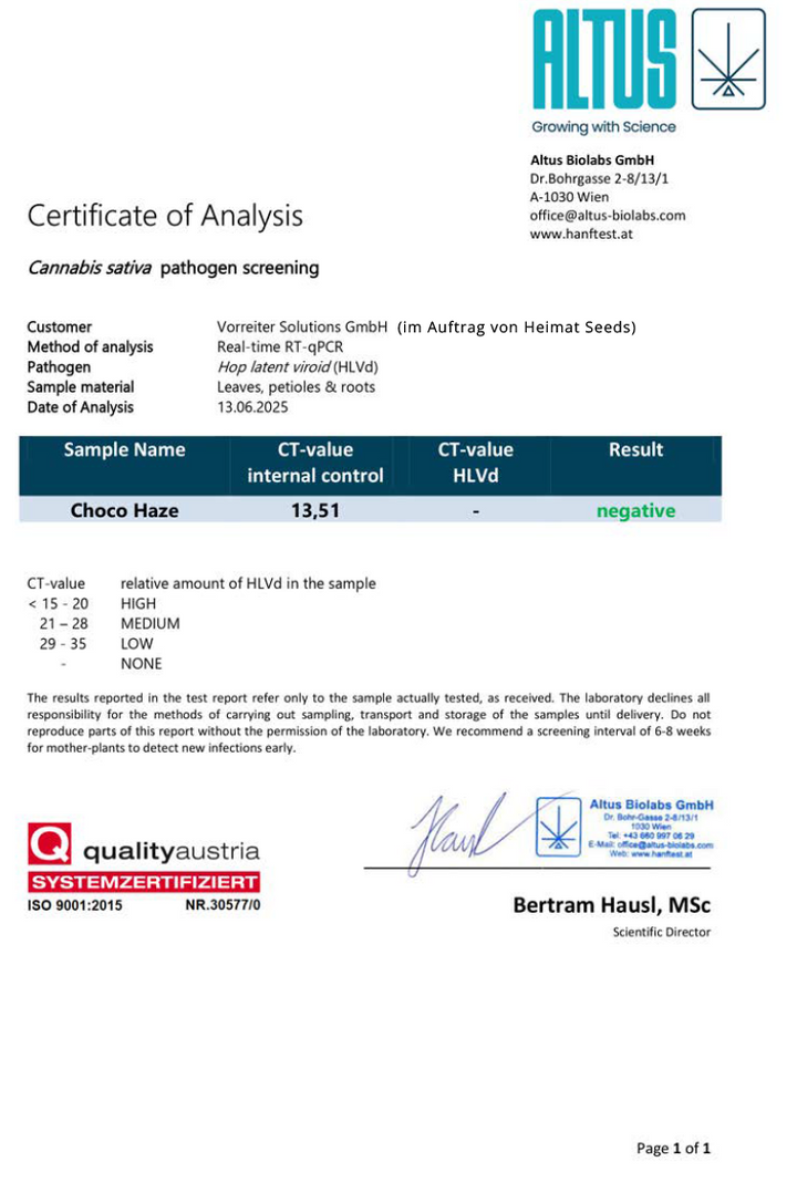 Choco Haze - Steckling