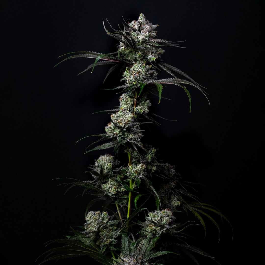 Haze Junky - Steckling (Pop Genetics)