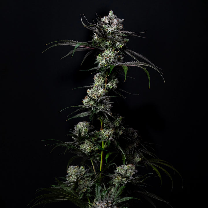 Haze Junky - Steckling (Pop Genetics)