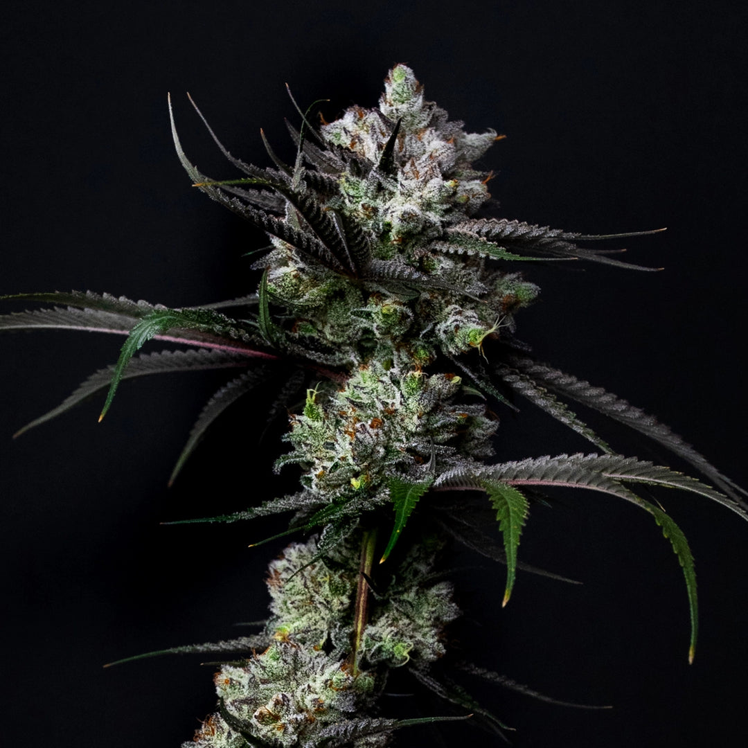 Haze Junky - Steckling (Pop Genetics)