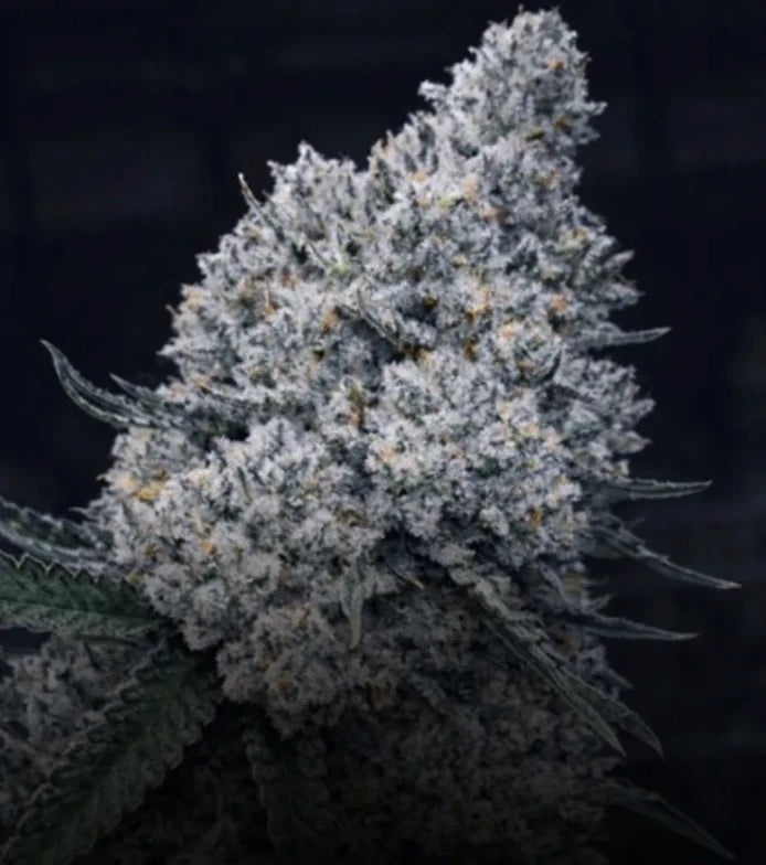 Haze Junky - Steckling (Pop Genetics)