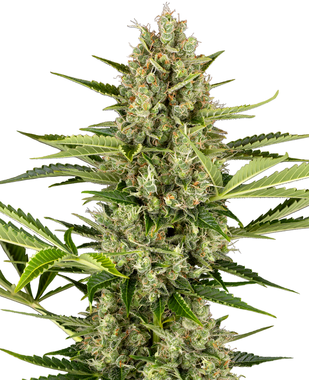 Jack Herer Automatic - Samen