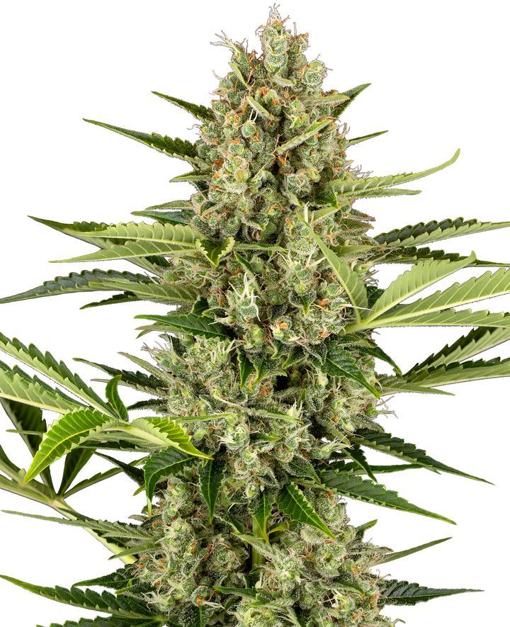 Jack Herer Automatic - Samen