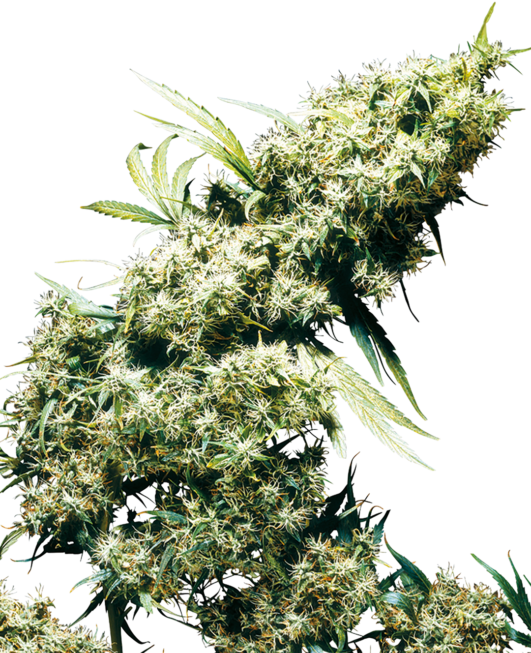 Jamaican Pearl - Feminisierte Cannabissamen