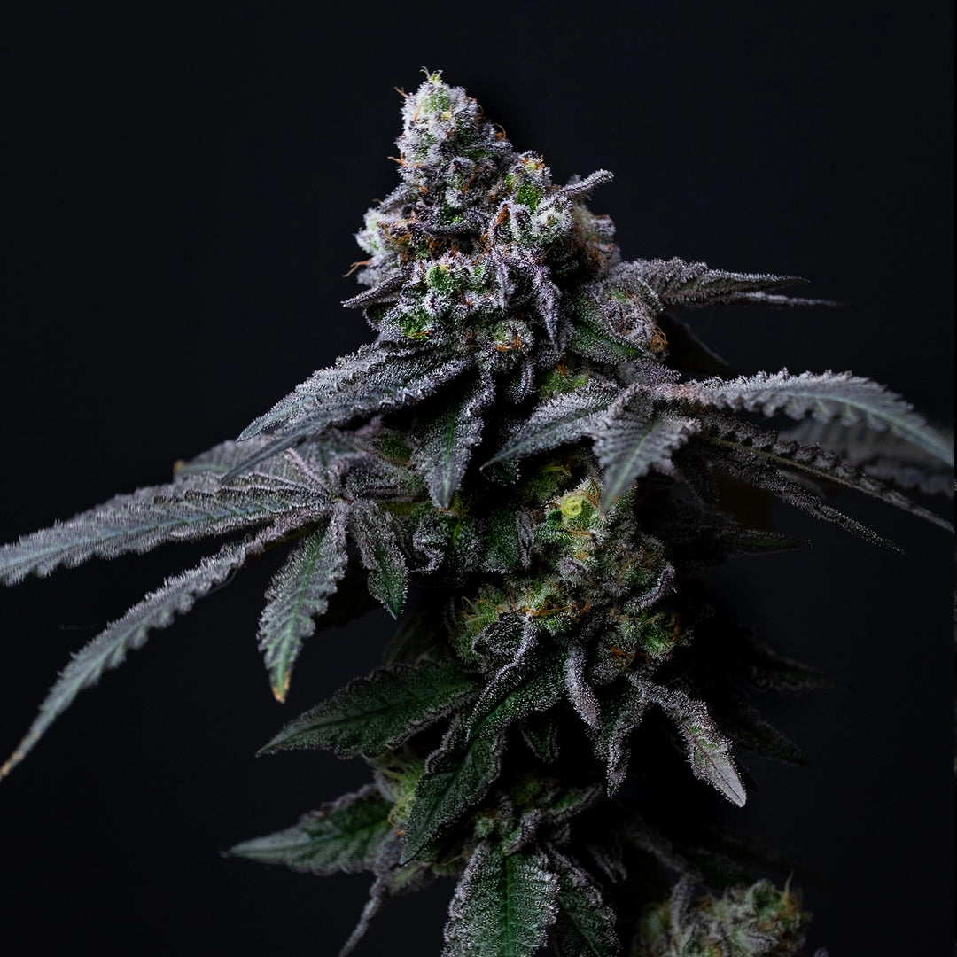 Permanent Sunset - Steckling (Seed Junky)