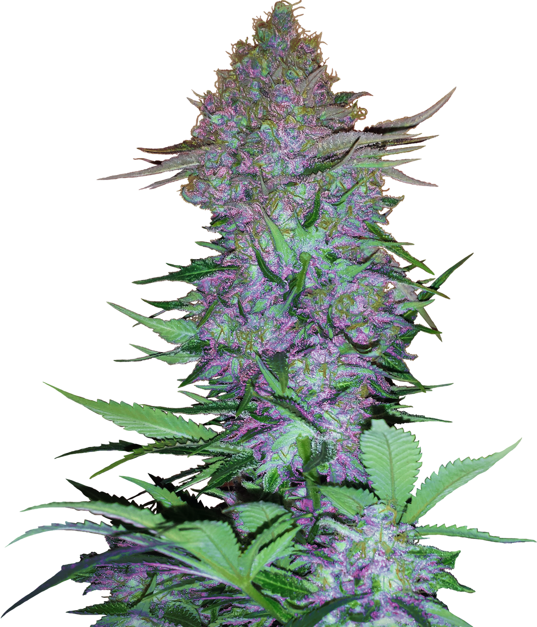Purple Skunk Automatic - Samen