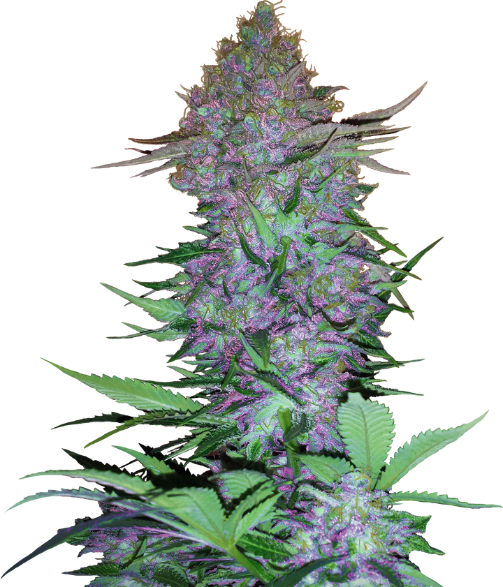 Purple Skunk Automatic - Samen