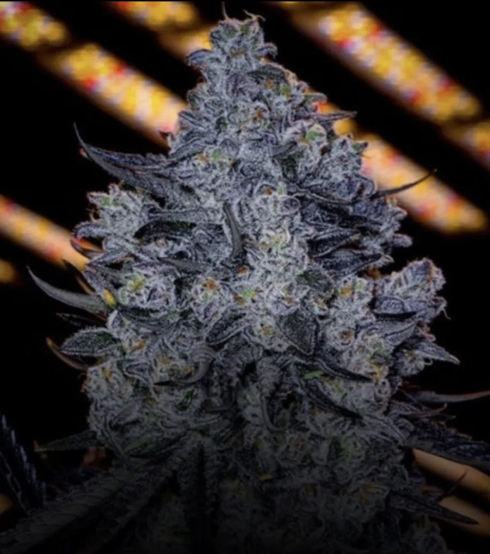 Rain Drops 14 - Steckling (Ziplock Seeds)