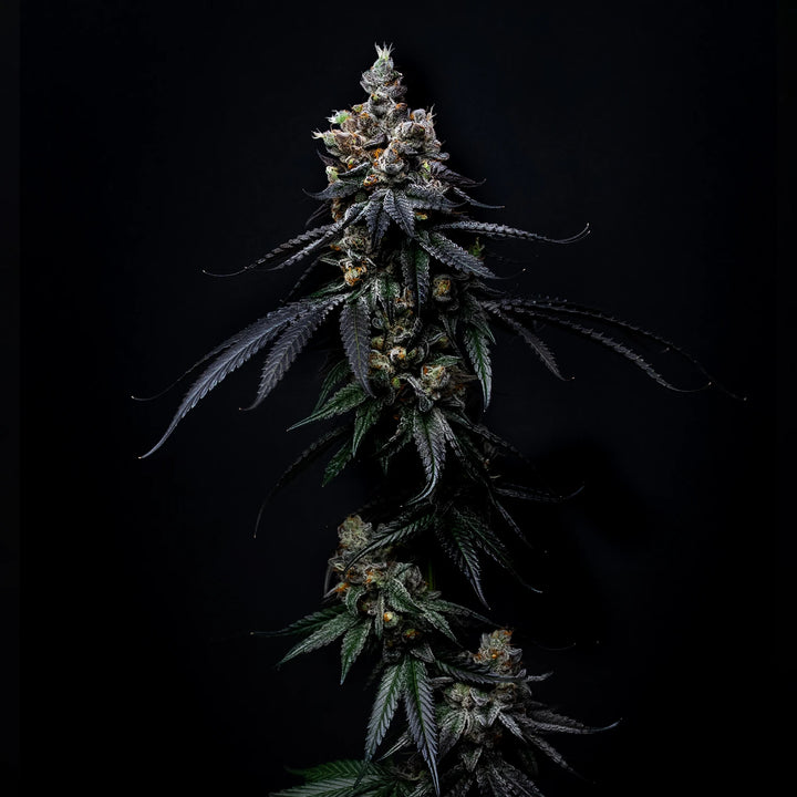 Rain Drops 14 - Steckling (Ziplock Seeds)