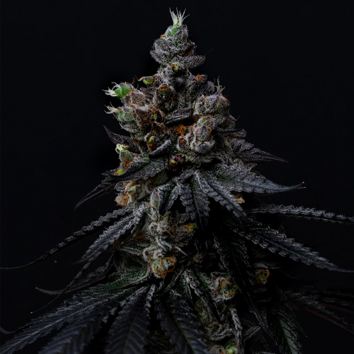 Rain Drops 14 - Steckling (Ziplock Seeds)