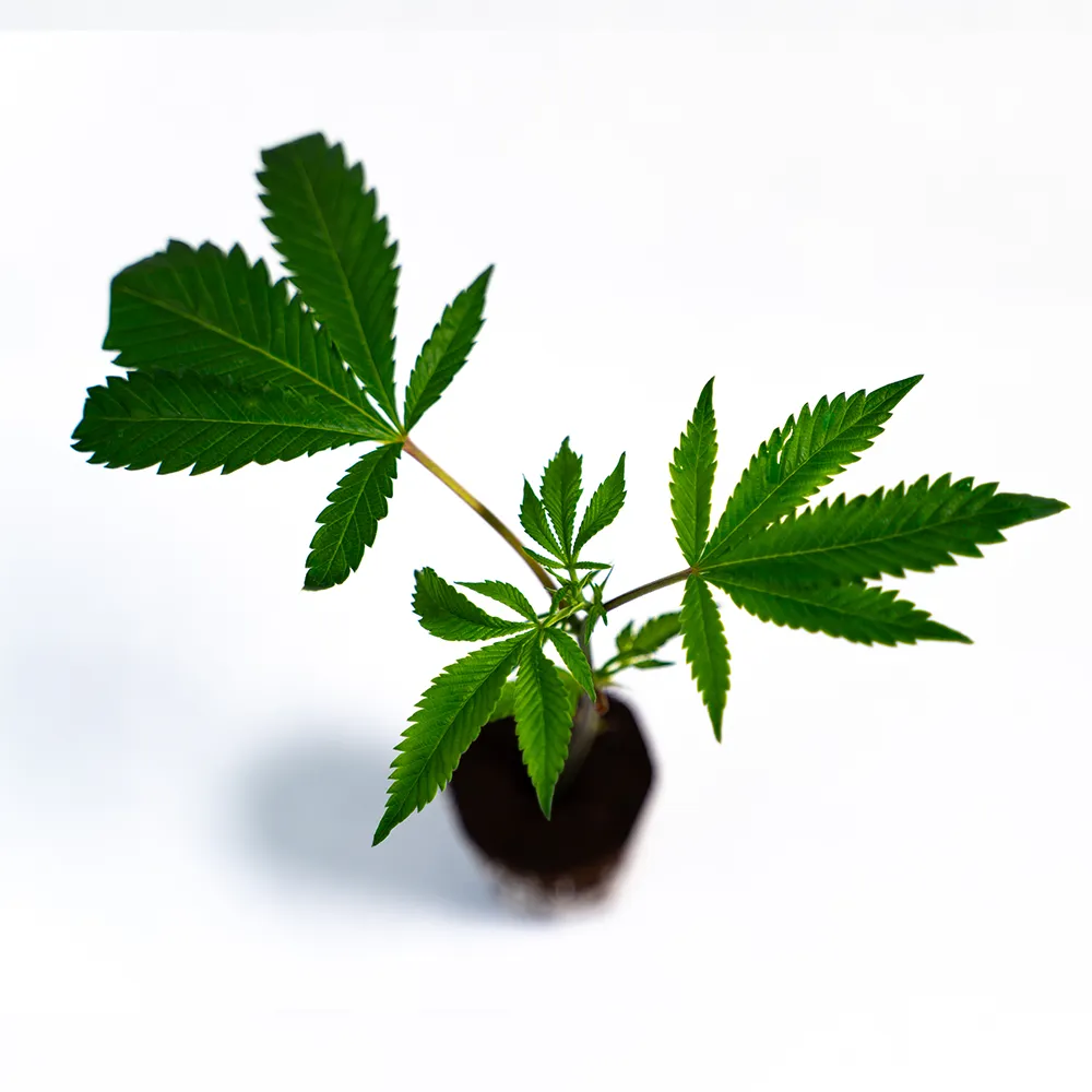 Blackberry Nuggets - Steckling