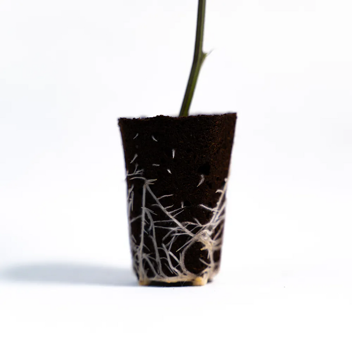 Blackberry Nuggets - Steckling