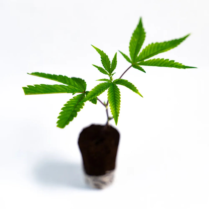 Super Lemon Haze - Steckling