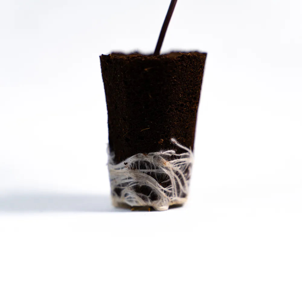 Super Lemon Haze - Steckling