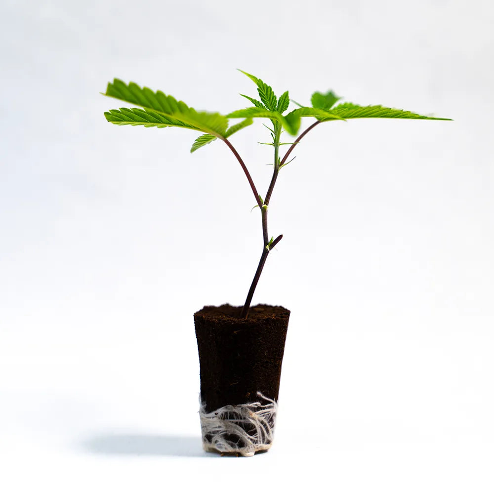 Super Lemon Haze - Steckling