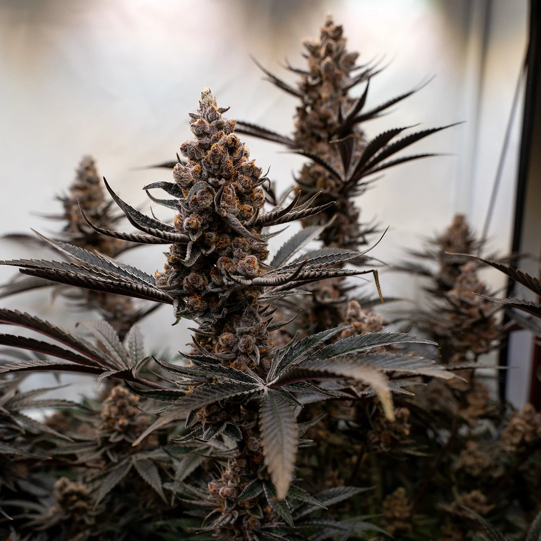 Super Boof - Steckling (US Cut)