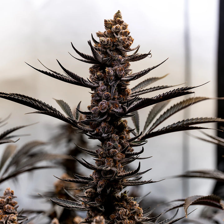 Super Boof - Steckling (US Cut)