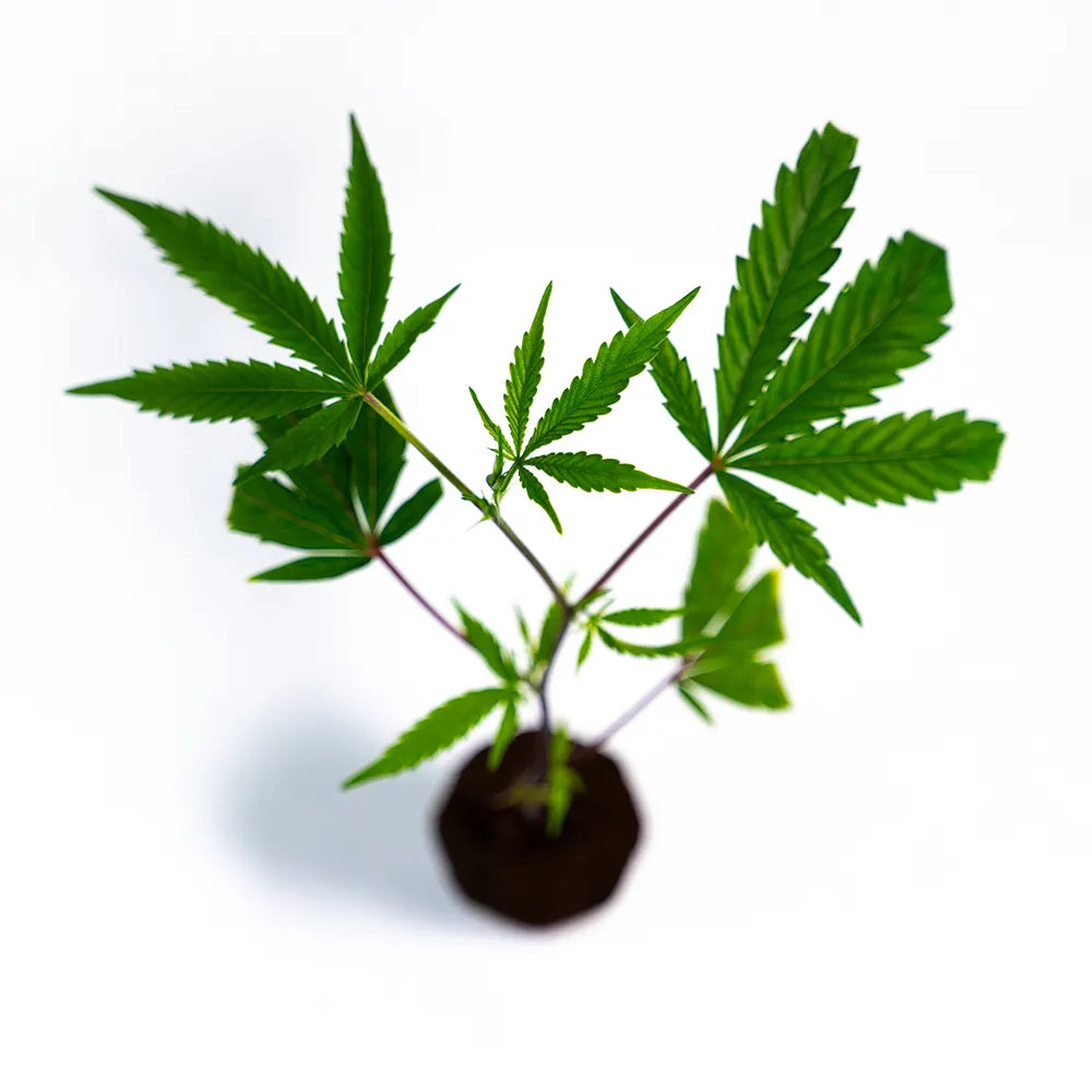 The Bird - Steckling