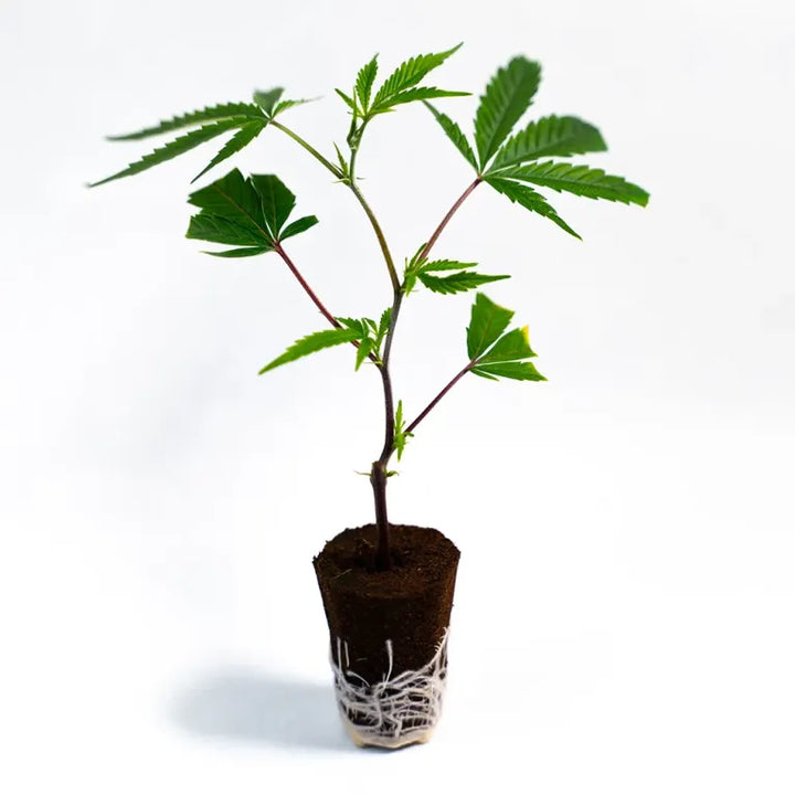 The Bird - Steckling