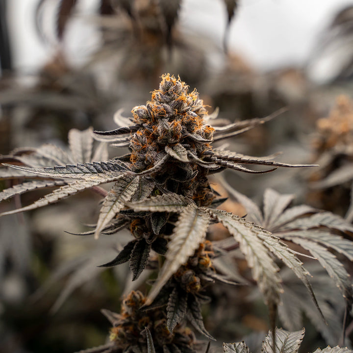 The Bird - Steckling