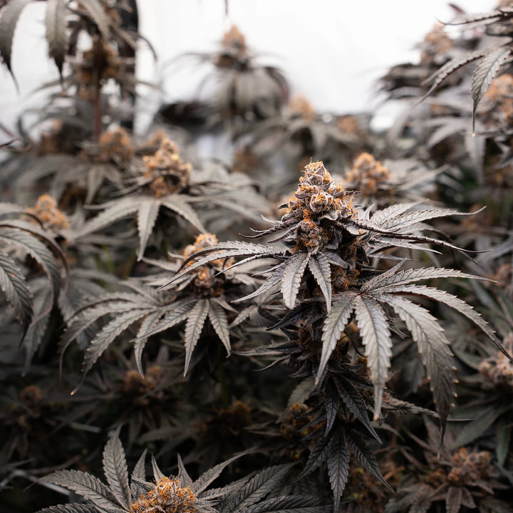 The Bird - Steckling