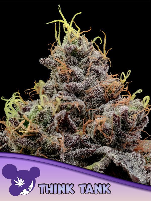 Think Tank - Samen Feminisiert