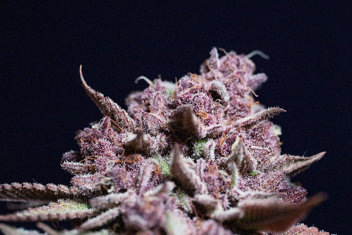 Trop Cherry Bx1 - Steckling (Heimat Cut)