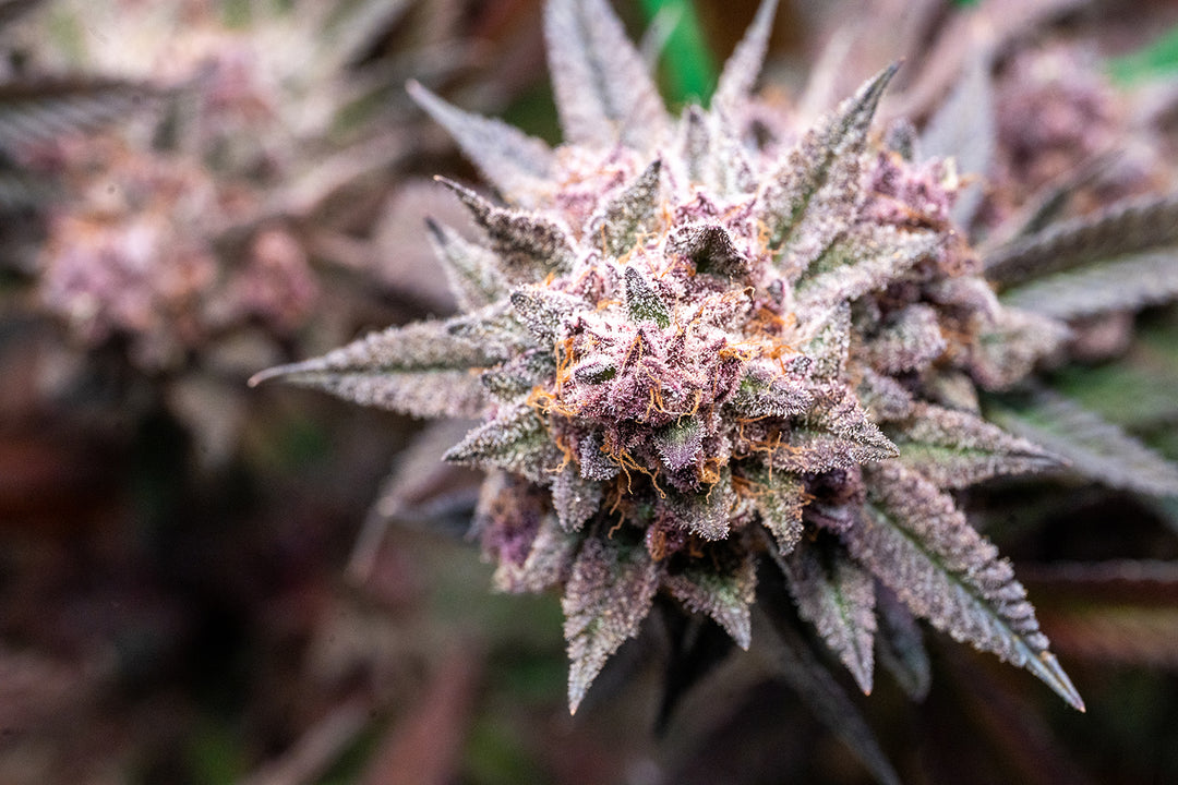 Trop Cherry Bx1 - Steckling (Heimat Cut)