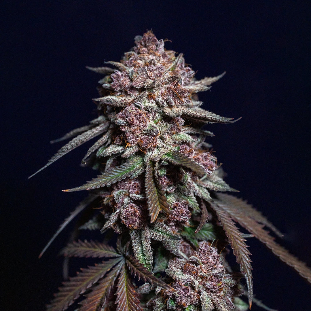 Trop Cherry Bx1 - Steckling (Heimat Cut)