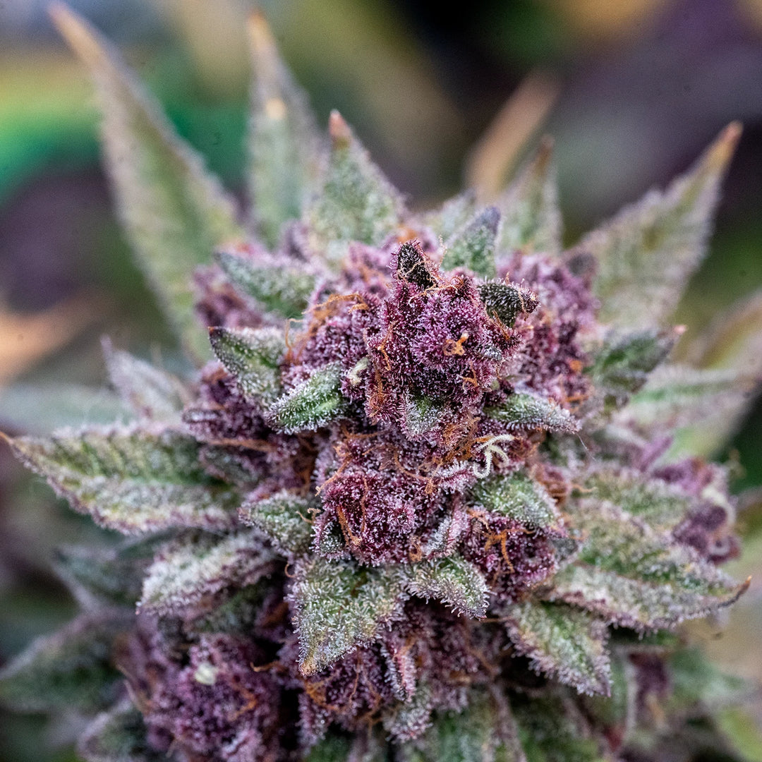 Trop Cherry Bx1 - Steckling (Heimat Cut)