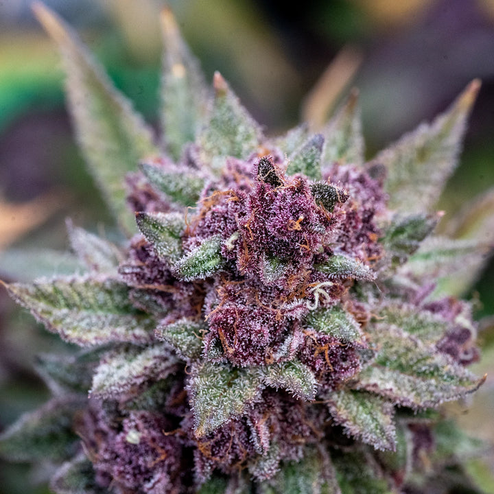 Trop Cherry Bx1 - Steckling (Heimat Cut)