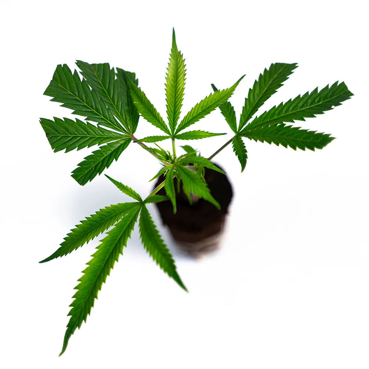 White Widow - Steckling