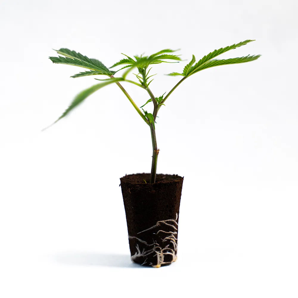 White Widow - Steckling