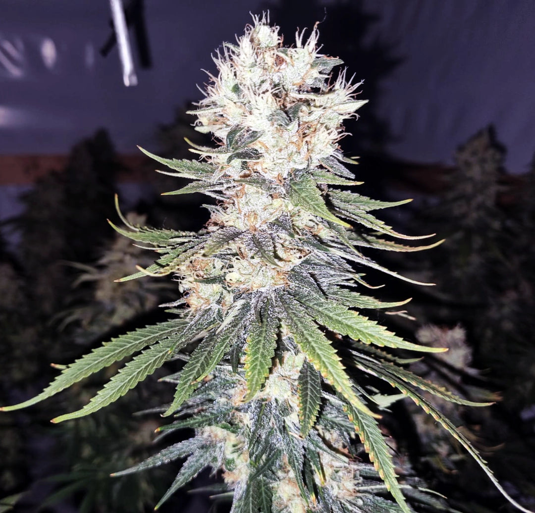 White Widow - Steckling