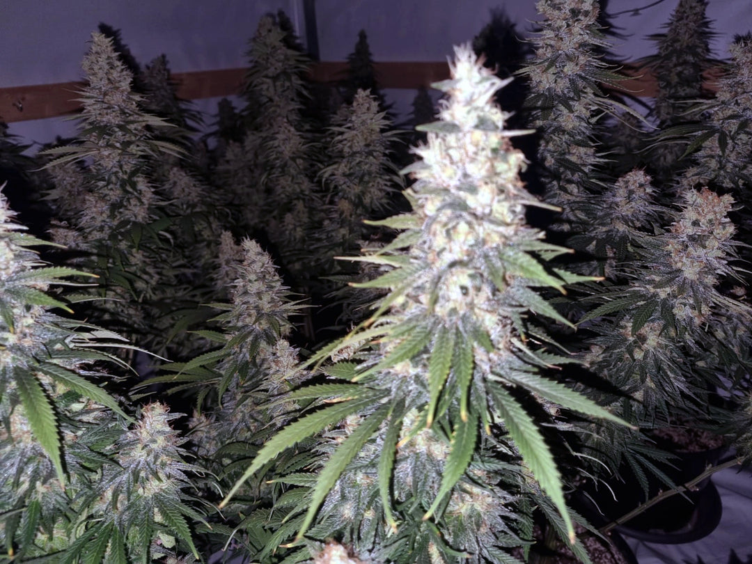 White Widow - Steckling