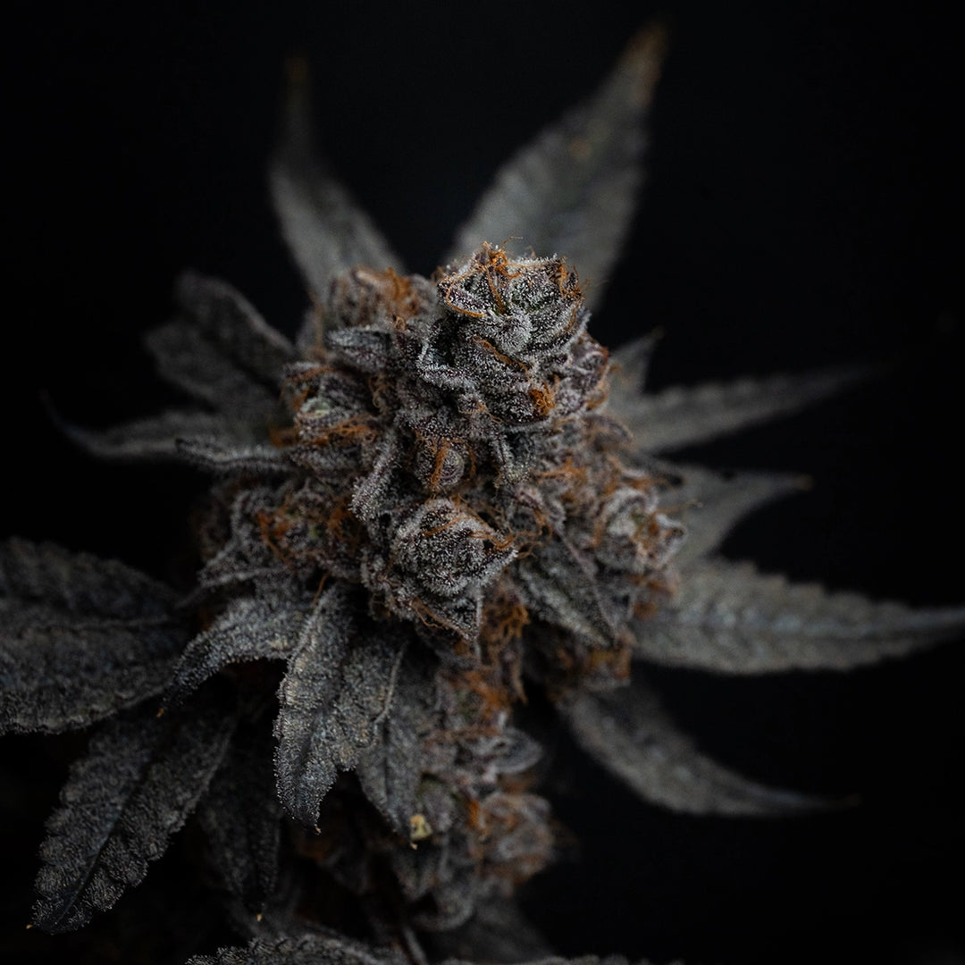 Zkittlez - Steckling (Terp Hogz Cut)