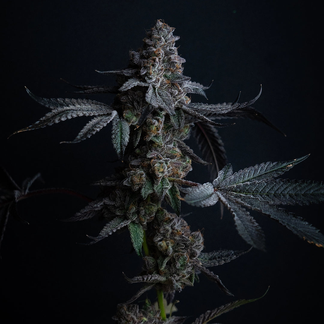 Zkittlez - Steckling (Terp Hogz Cut)
