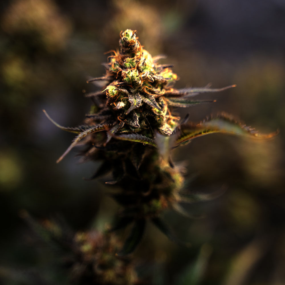 Mrs. Crash - Steckling image 1