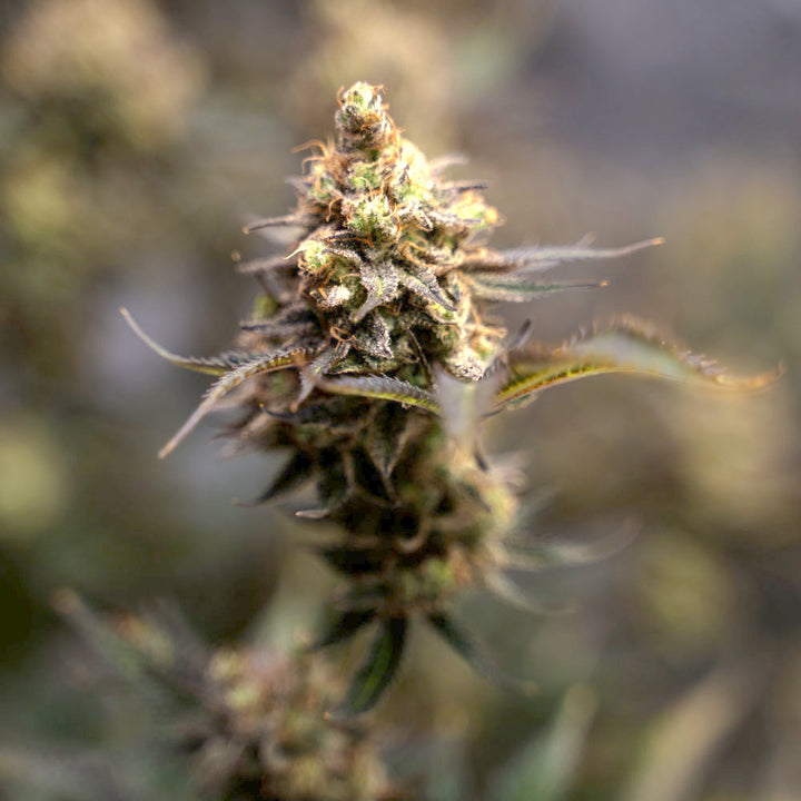 Mrs. Crash - Steckling image 1