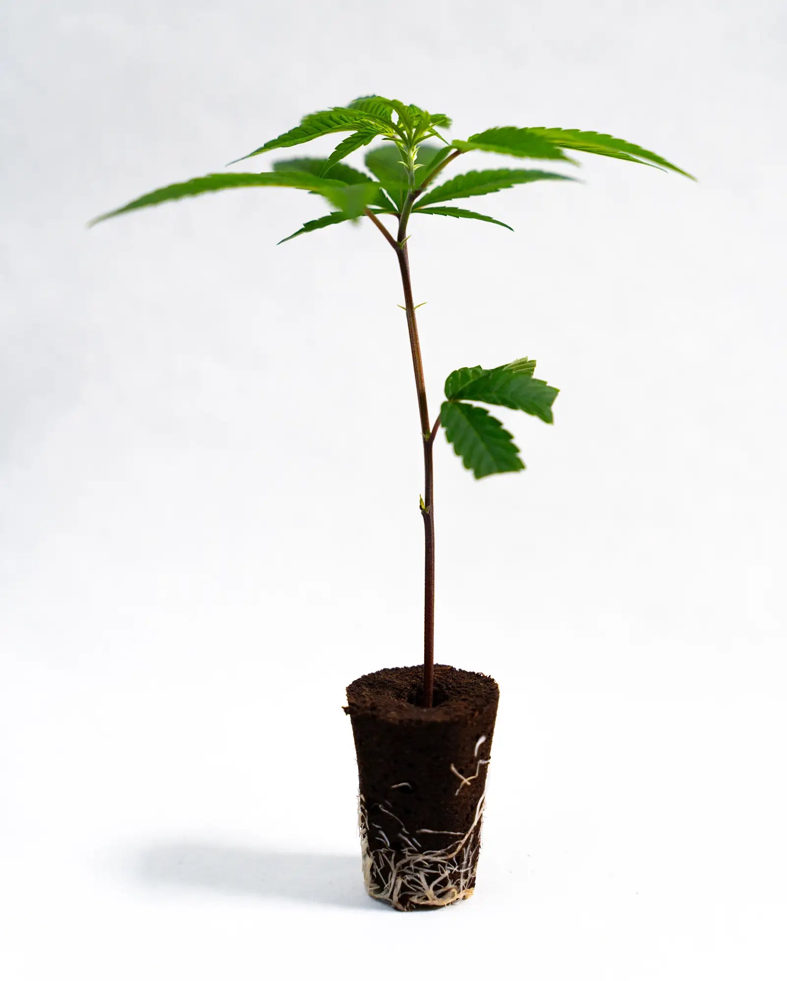 Super Boof - Steckling (US Cut) image 2